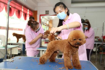 贵宾犬美容 贵宾犬美容 贵宾犬美容要多少钱