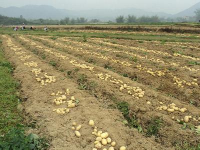 土豆种植技术视频 土豆种植技术视频 【土豆种植技术】土豆怎么种