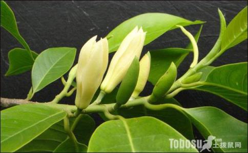 白兰花几月份开花 白兰花什么时候开花