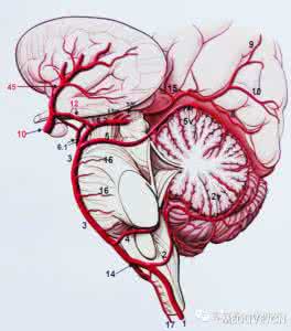 脑血管解剖图谱 【推荐】精美的脑血管图谱，爱不释手！（标注版）