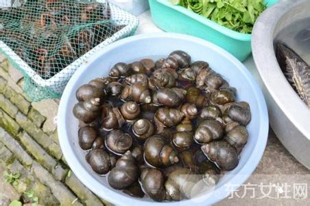 孕妇可以吃田螺吗 孕妇能吃田螺吗 危害有如此大
