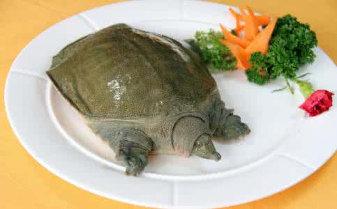 甲鱼的营养价值 甲鱼的营养价值 虾营养价值