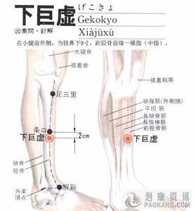 大超说穴位大巨穴:治疗便秘、增进食欲~