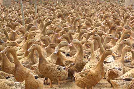 养蛋鸭利润怎么样 如何养蛋鸭？