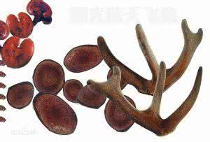 红参的副作用 鹿茸的副作用