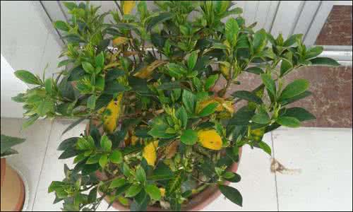 栀子花浇醋后叶子发黑 栀子花能浇醋吗 栀子花的养殖方法 栀子花叶子发黄及不开花揭秘