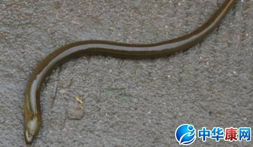 孕妇梦见黄鳝生男生女 孕妇梦见黄鳝 孕妇梦见吃黄鳝