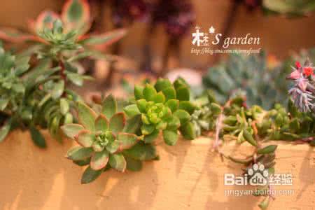 多肉植物土怎么配 多肉植物 【多肉植物知识】多肉植物配土