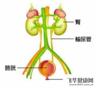 泌尿系统常见疾病 治疗泌尿系统常见疾病 四种常见方法治疗更年期疾病