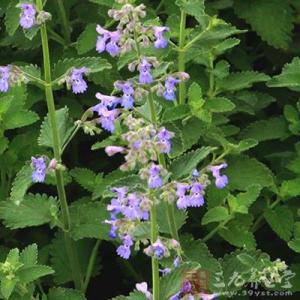 荆芥的作用与功效 荆芥的功效与作用 荆芥有哪些药理作用