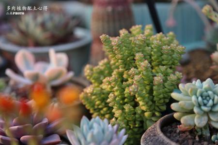 多肉植物配土心得 多肉植物配土 多肉植物配土心得