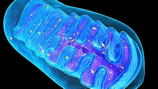 线粒体缺陷 线粒体基因缺陷改造新策略