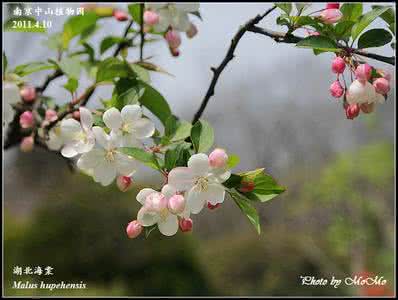 湖北海棠 湖北海棠(Malus hupehensis)，蔷薇科  