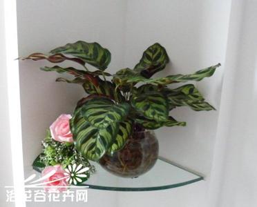 孔雀竹芋的养殖方法 孔雀竹芋的水培方法