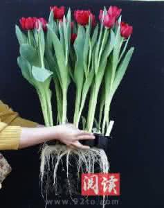 水培郁金香的养殖方法 郁金香水培方法图解 水培郁金香 郁金香的养殖方法