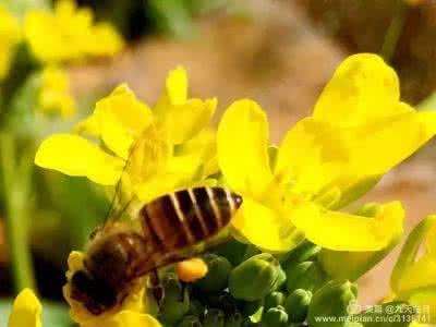 采得百花成蜜后全诗 待得百花成蜜后，为谁辛苦为谁甜