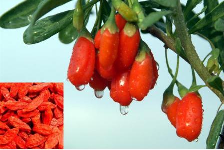 宁夏枸杞采摘工招聘 5招挑出好枸杞