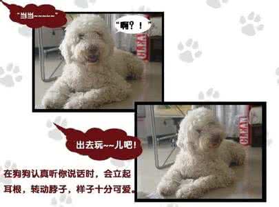 狗狗不听话怎么训练 狗狗听话、过来与跟上