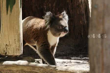 澳大利亚应召女郎 澳大利亚惊悚/犯罪《应召女郎X/迷夜》