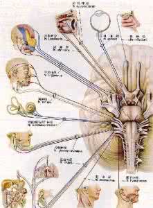 体感诱发电位 体感诱发电位联合视觉诱发电位在神经梅毒诊断中的应用
