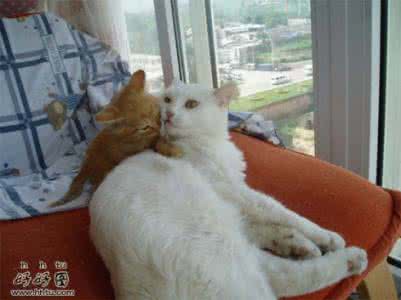 踢猫效应 踢猫效应的人生感悟