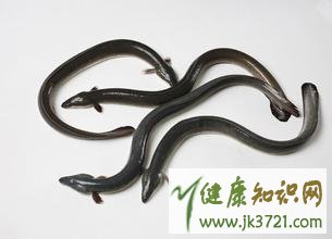 海鳗鱼的营养价值 海鳗鱼的营养价值 正确食用有益健康