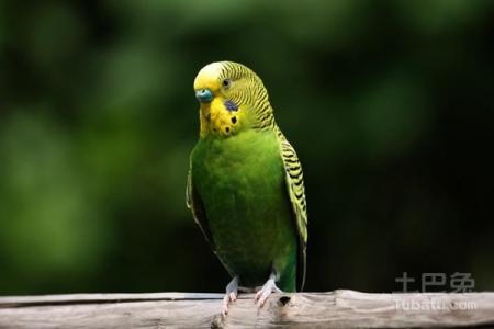 虎皮鹦鹉的价格 虎皮鹦鹉 虎皮鹦鹉的价格