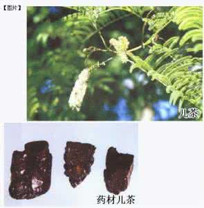 儿茶的功效与作用 儿茶的功效与作用 儿茶鉴别,有什么功效