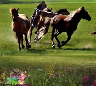 草原音画 草原歌曲【音画碟机】