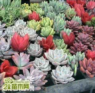 多肉植物的夏季管理 夏季多肉植物的栽培管理