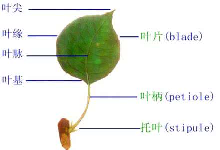 一什么叶柄 叶柄