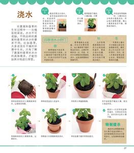 迷迭香种植要注意事项 蒜种植方法注意事项 【迷迭香种植】迷迭香种植方法和注意事项