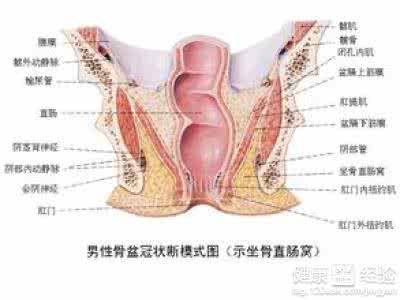 肛门松弛剂 肛门松弛