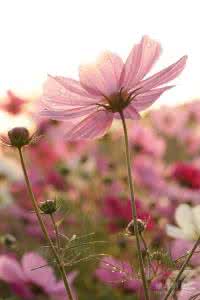 常见景观花卉 解析常见花卉拍摄技巧 好花常开好景常在 仿真花卉的介绍与搭配技巧