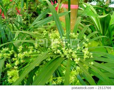 黄金万年草 黄金万年草的种植方法 观叶植物万年麻 万年麻的介绍与种植技巧