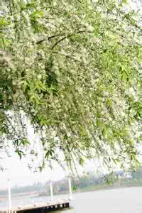 杨花柳絮随风舞 轻轻的柳絮，扬扬地舞