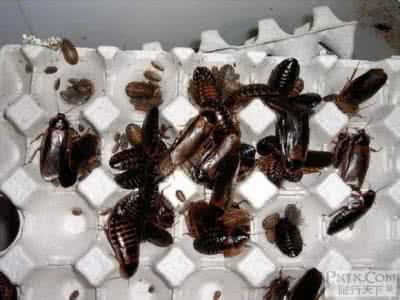 杜比亚蟑螂饲养 杜比亚蟑螂 杜比亚（活饵蟑螂）的饲养方法