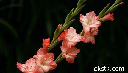 虎皮剑兰的养殖方法 唐菖蒲的养殖方法 唐菖蒲(剑兰)的栽培方法