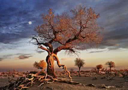 善忘是一种境界 善忘，是人生的一种佳境