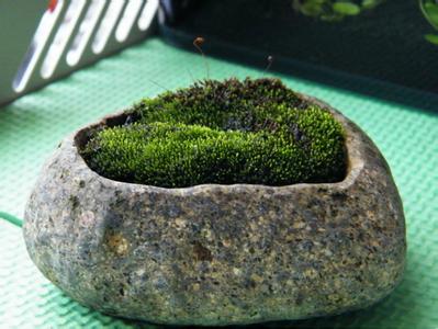 苔藓培养基 苔藓制作培养