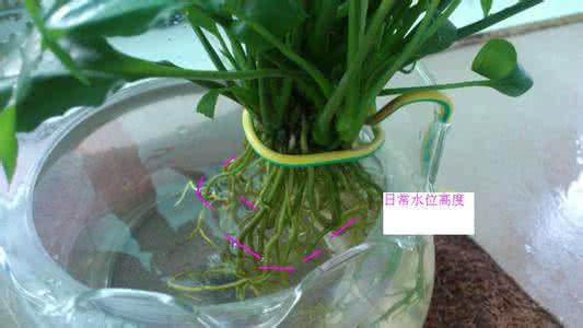 一帆风顺的修剪方法 一帆风顺的养殖方法