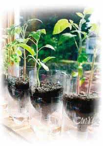 可乐瓶diy花盆 可乐瓶diy 怎么用可乐瓶自制花盆?