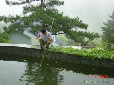 鱼塘附近可以养蜜蜂嘛 鱼塘边适合养蜜蜂吗 冷水鱼塘适合养什么鱼?