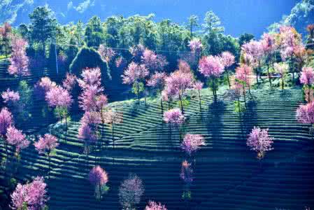 大理无量山樱花谷 双廊艳遇 【无量山樱花谷】云南大理、艳遇双廊、神游无量山、梦幻樱花谷|心花路放暖冬5日游