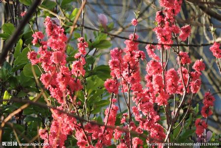 李居明是怎么一个人 【李居明著篇】何种人具有‘四 桃 花’