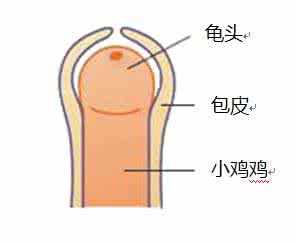 成年男性割包皮会缓解早泄吗