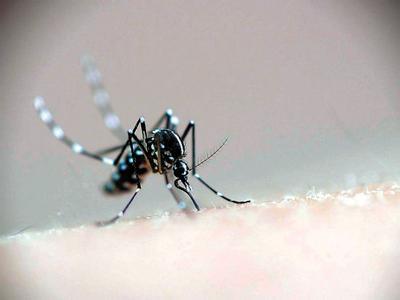 天气回暖预防登革热刻不容缓