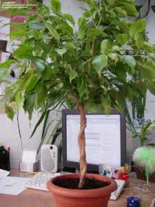 植物伟哥保健品 适宜室内栽植的保健植物汇总