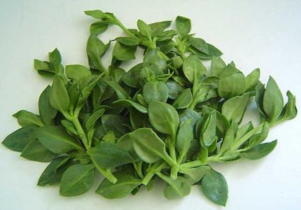 穿心莲怎么吃 穿心莲的功效与作用