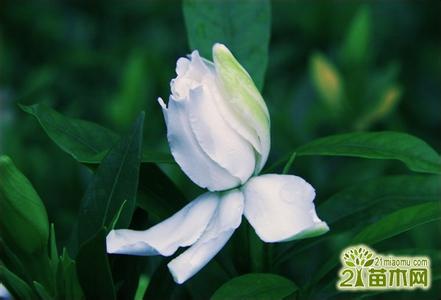 栀子花什么时候开花 栀子花什么时候开 栀子花什么时候开花,栀子花花期是多长